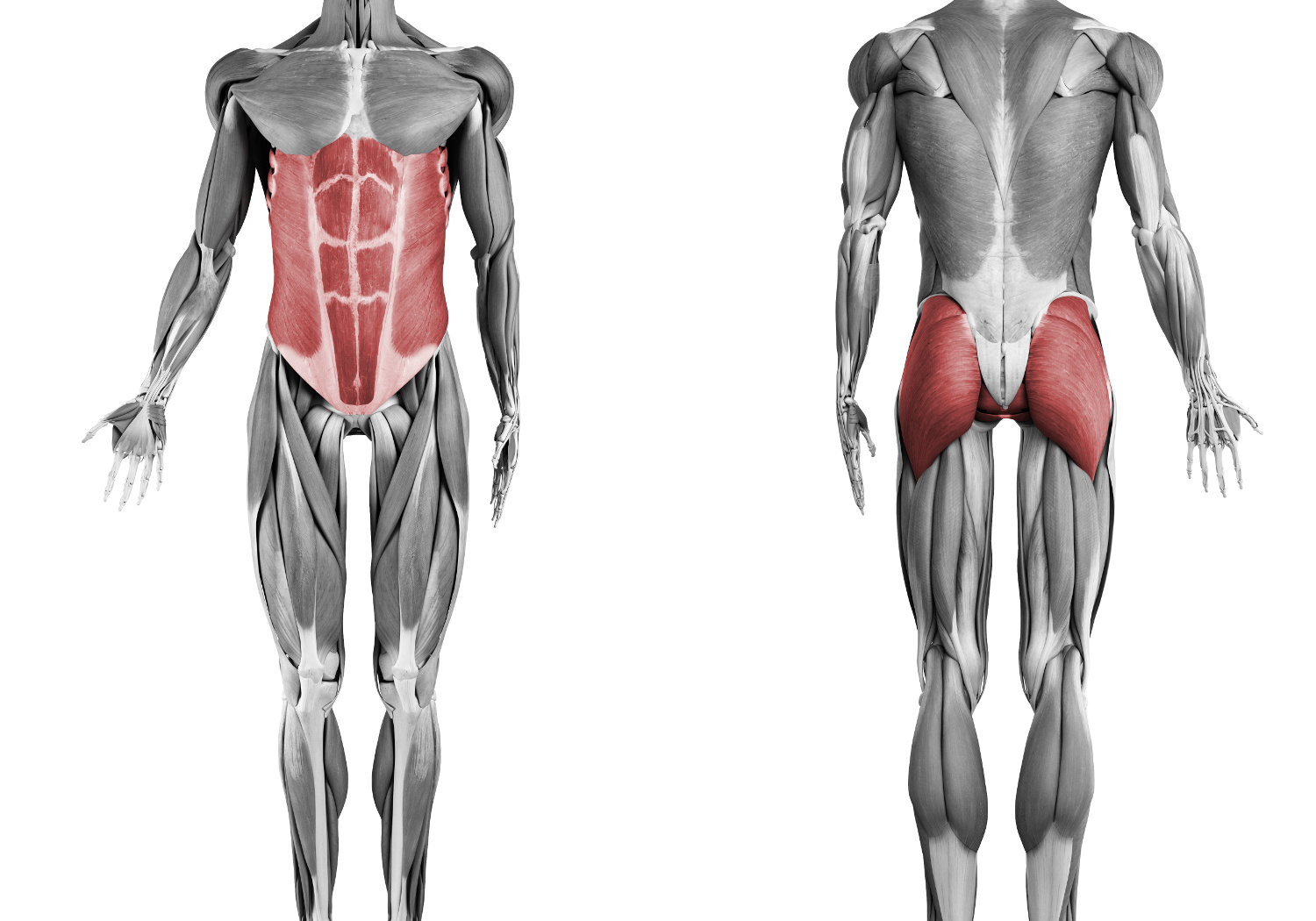 Diagram of the core muscles